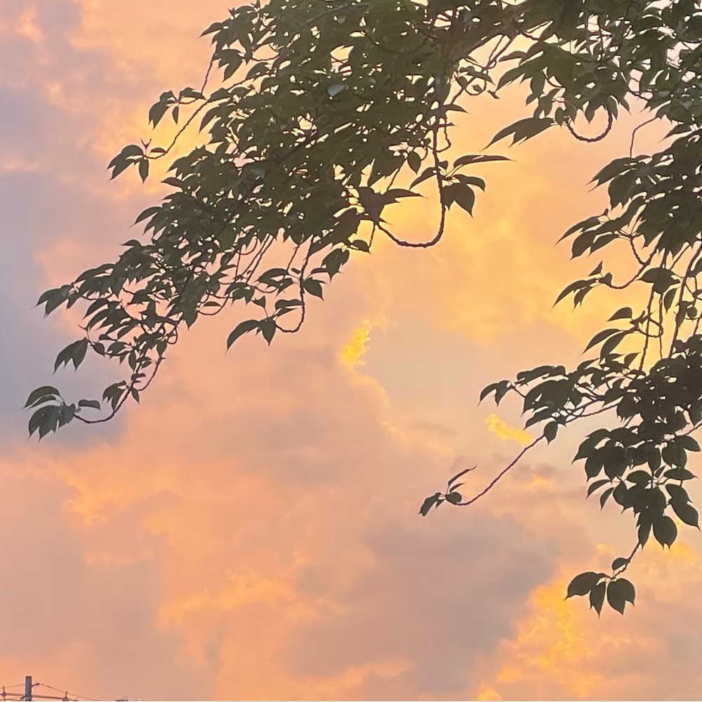 Meet your Posher, Riley